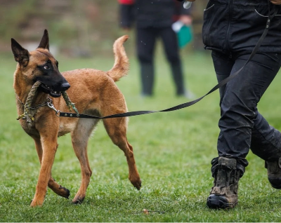 Give your dog
the care it deserves.